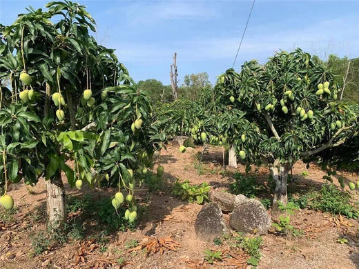 【分仓直发包邮】海南小台农3斤小果（单果50-70g） 商品图2