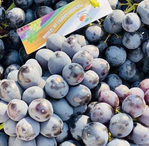 澳洲无籽黑提|新到澳洲玫瑰香无籽黑提🍇非常新鲜，皮薄肉嫩，一咬一汪蜜汁，酥柔嫩化，玫瑰香气迷人，喜欢提子的快来~ 商品图0