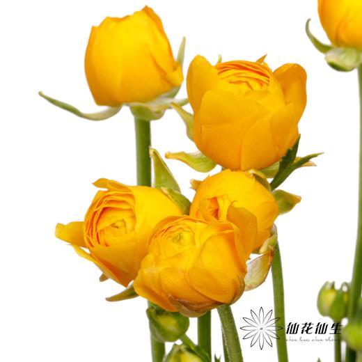 配花 | 成功洋牡丹重香水 商品图3