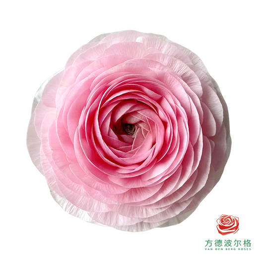 洋牡丹-塞纳河 5枝1扎 商品图1