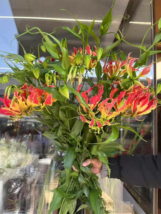 【国产嘉兰 】红色 5枝/扎（非质量问题，不予售后，介意慎拍） 商品图12