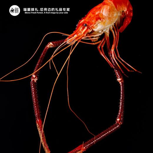 漁禮記  阳澄湖1号黑金罗氏虾王 商品图3