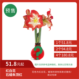 【预售超值体验】红白花 石蜡朱顶红大号球（蜡面款式随机） 次日韵达快递包邮发货
