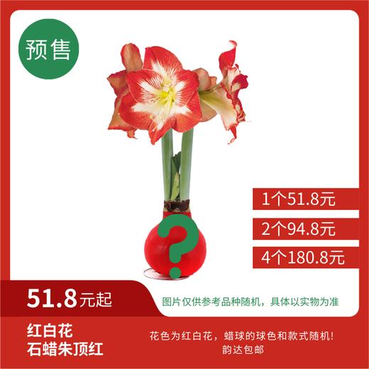 【预售超值体验】红白花 石蜡朱顶红大号球（蜡面款式随机） 次日韵达快递包邮发货 商品图0
