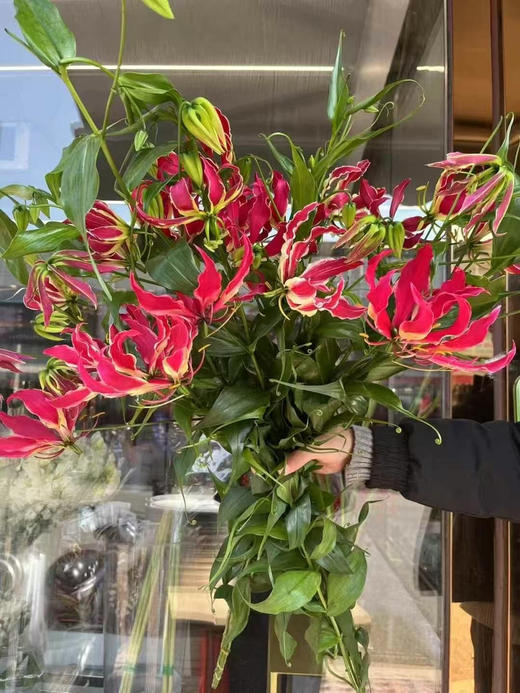 【国产嘉兰 】红色 5枝/扎（非质量问题，不予售后，介意慎拍） 商品图13