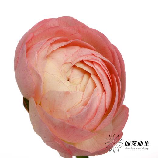 配花 | 成功洋牡丹梵尔赛 商品图4