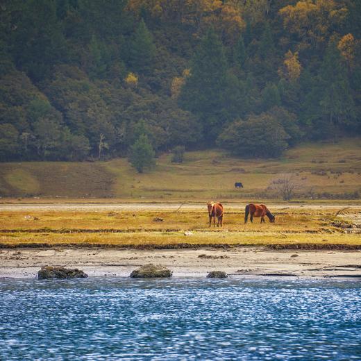 春季林芝-墨脱 | 雪域桃花自然人文探索 7天6晚 商品图8