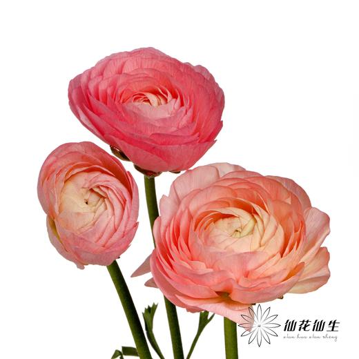 配花 | 成功洋牡丹梵尔赛 商品图5