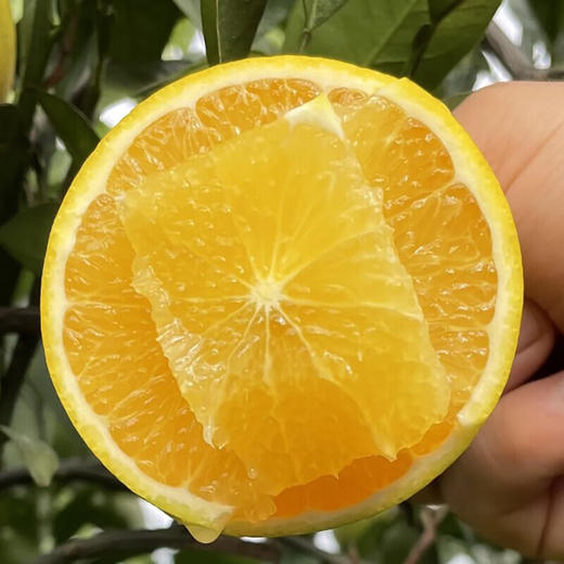 【分仓直发包邮】褚橙花斑果5斤（果径65-70mm为主） 商品图3