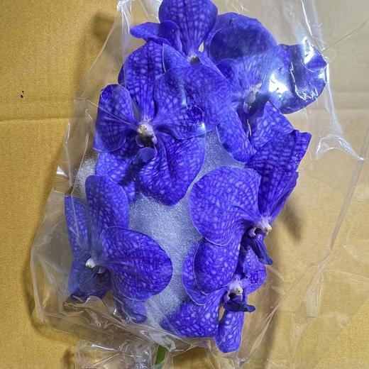 兰花 | 胡姬浅紫 [轻微损伤色差瑕疵不售后」 商品图0