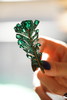 宝石胸花「叶子」 商品缩略图0