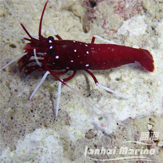 火焰虾-印尼 商品图6