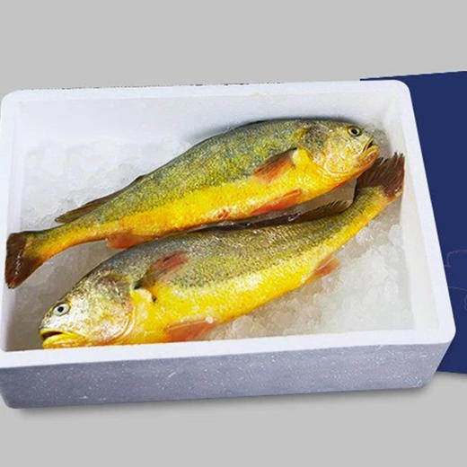 温州大黄鱼 金灿灿 超鲜美 口感媲美野生的 价格又实惠 商品图2