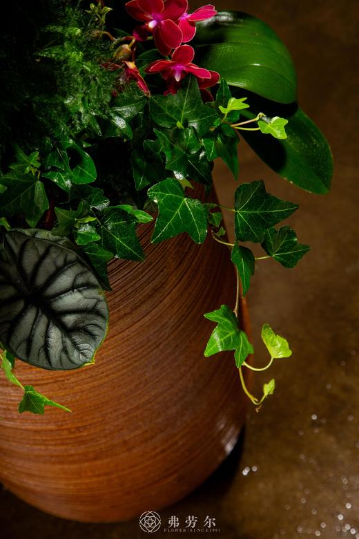 龙蛇飞动 商品图5