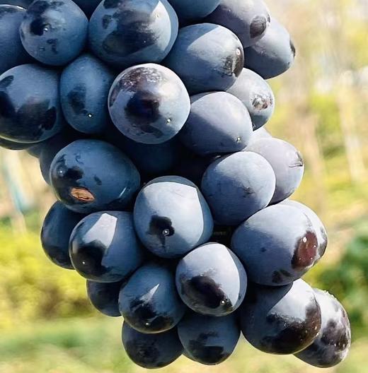 澳洲无籽黑提|新到澳洲玫瑰香无籽黑提🍇非常新鲜，皮薄肉嫩，一咬一汪蜜汁，酥柔嫩化，玫瑰香气迷人，喜欢提子的快来~ 商品图3