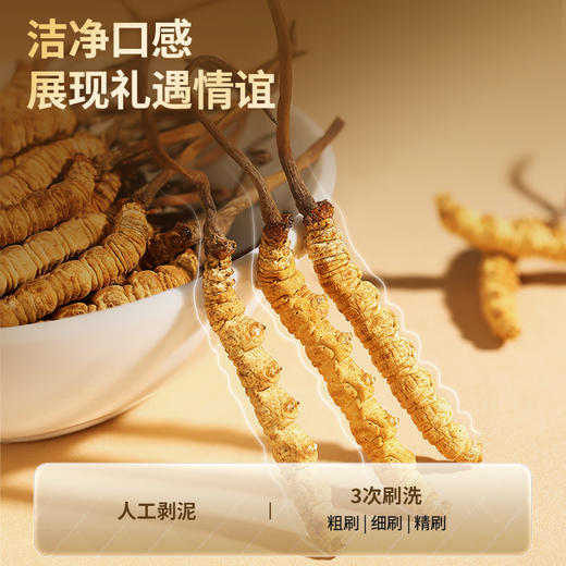 【正宗同仁堂品牌】北京同仁堂 青源堂冬虫夏草约3条/g 50克礼盒 虫草 无竹签 无断草 冻干技术 SY 商品图4