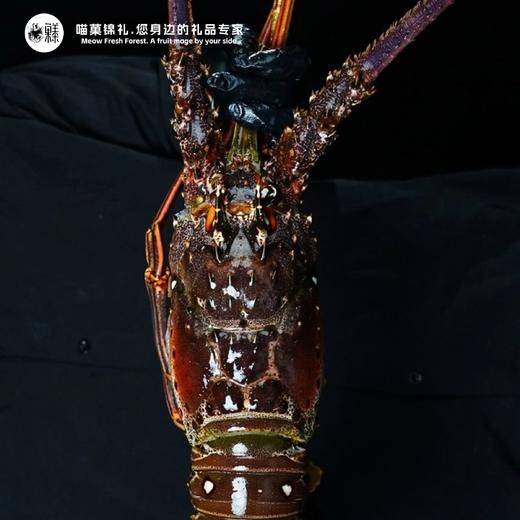 漁禮記 古巴龙虾 商品图1