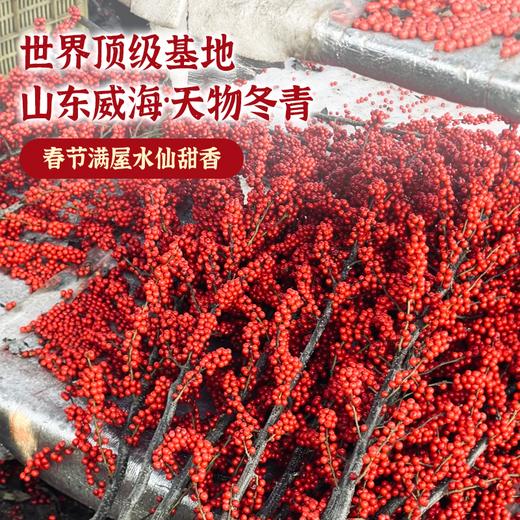 【新年祈福】爆果冬青树 2棵 | 新客福利 商品图1