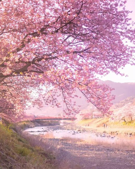 【境外】【初花月·早樱祭】日本东京+伊豆+河津5天4晚 商品图0