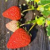 【基地直发】九九红颜草莓，颗颗精选果实饱满，口感香甜多汁，2.4斤礼盒装 （400g*3）大中小果混拼 商品缩略图7