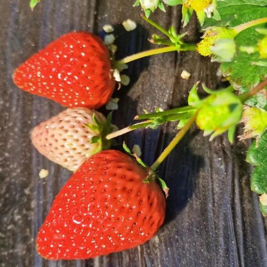【基地直发】九九红颜草莓，颗颗精选果实饱满，口感香甜多汁，2.4斤礼盒装 （400g*3）大中小果混拼 商品图7