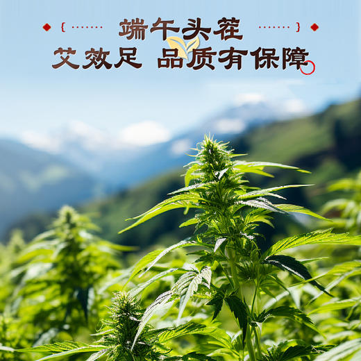可孚陈年纯艾柱 艾绒细腻 商品图1