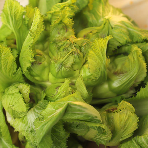 生态儿菜【含儿菜妈妈】（农场直发-顺丰包邮） | 4斤装，来自成都郫都【原乡农场，自产自销】 商品图7