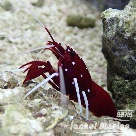 火焰虾-印尼 商品图5