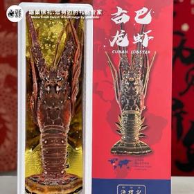 漁禮記 古巴龙虾