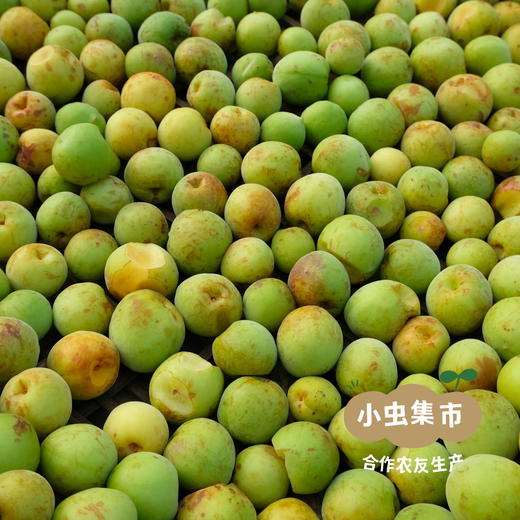 生态青梅酒 500ml/瓶 | 合作农友生产，产自从化仙娘溪，生产者：原乡梅好合作社 *【公平贸易农人定价】 商品图5