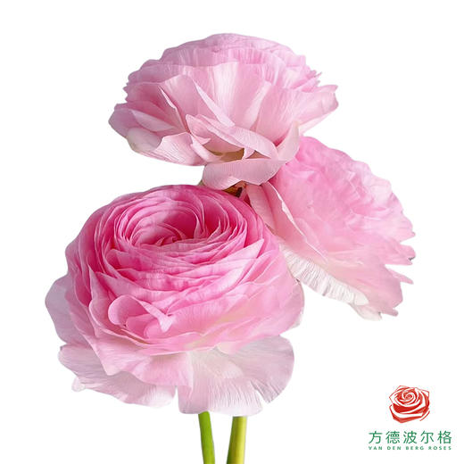 洋牡丹-塞纳河 5枝1扎 商品图0