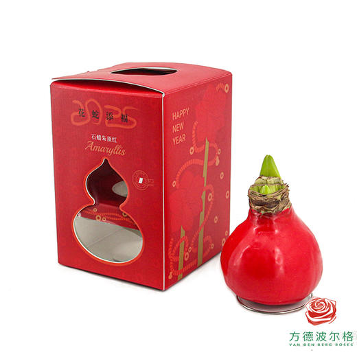 【新年款】红花-平安喜乐 石蜡朱顶红（不用浇水） 商品图2