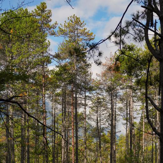 松赞·林芝-拉萨 | 雪域桃花自然人文探索 6天5晚 商品图14