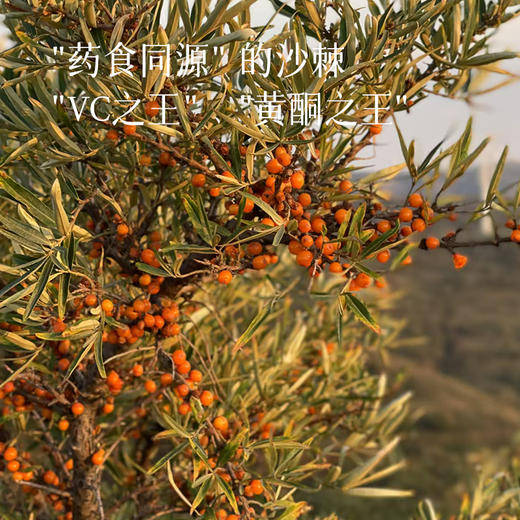 预售7天【⭐买4份送1盒】【板娘新鲜定制 沙棘原浆】2盒装（每盒50ml*10支）王牌归来~湖州仓 商品图5