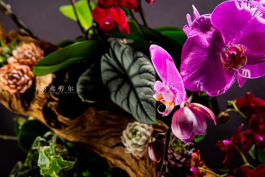 福蛇迎春 商品图5