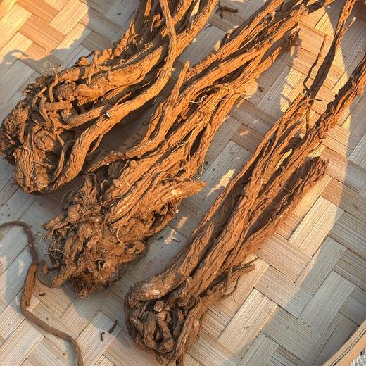 【积分兑换】010当归  【不熏硫  妇女之宝 香气浓郁 一整根滋养更全面【国家森林保护公园】 丽江老君山 高海拔 商品图4