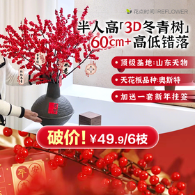 【新年祈福】爆果冬青树 2棵 | 新客福利