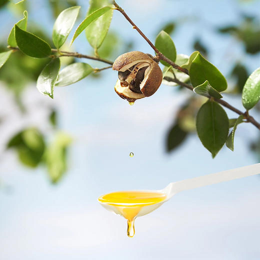 【芦荔】原生态山茶油 食用油 野生茶籽油1000ml*2 礼盒装 商品图5