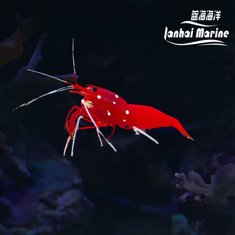 火焰虾-斯里兰卡