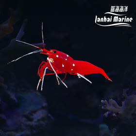 火焰虾-斯里兰卡
