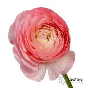 配花 | 成功洋牡丹梵尔赛