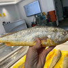 温州大黄鱼 金灿灿 超鲜美 口感媲美野生的 价格又实惠 商品缩略图1