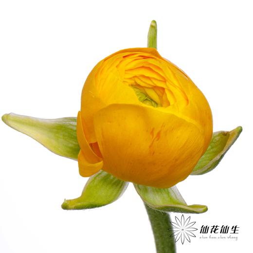 配花 | 成功洋牡丹重香水 商品图0