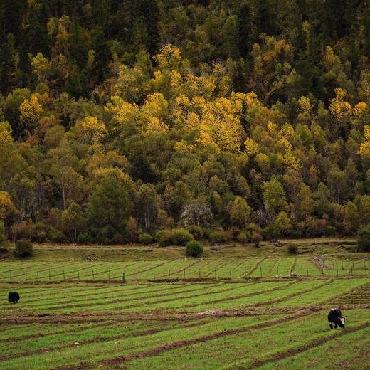 春季林芝-墨脱 | 雪域桃花自然人文探索 7天6晚 商品图4