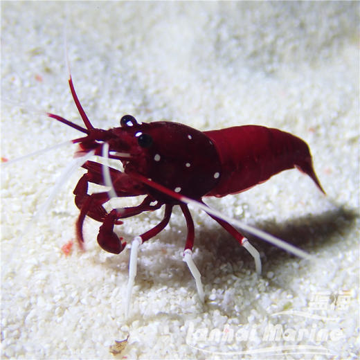 火焰虾-印尼 商品图1