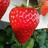 【基地直发】九九红颜草莓，颗颗精选果实饱满，口感香甜多汁，2.4斤礼盒装 （400g*3）大中小果混拼 商品缩略图5
