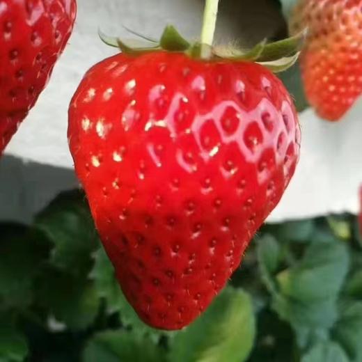 【基地直发】九九红颜草莓，颗颗精选果实饱满，口感香甜多汁，2.4斤礼盒装 （400g*3）大中小果混拼 商品图5