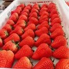 【基地直发】九九红颜草莓，颗颗精选果实饱满，口感香甜多汁，2.4斤礼盒装 （400g*3）大中小果混拼 商品缩略图8