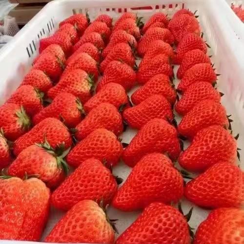 【基地直发】九九红颜草莓，颗颗精选果实饱满，口感香甜多汁，2.4斤礼盒装 （400g*3）大中小果混拼 商品图8