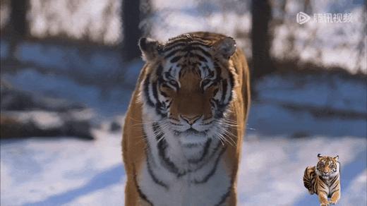 2026年寒假丨6天5晚【哈亚雪】深度雪乡38H 商品图5